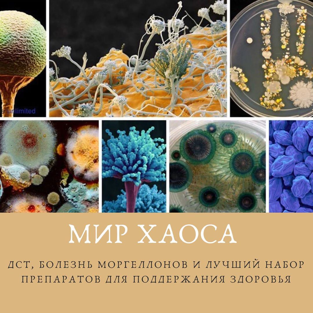 Бактерии вирусы грибы биология. Одноклеточные грибы пеницилл. Плесневелый гриб пеницилл. Грибок аспергиллус. Плесневые грибы актиномицеты.
